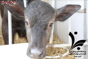 دستاورد جدید محققان علمی ایران؛ &quot;یاقوت&quot; نخستین گاومیش‌ نژاد ممتاز به روش IVF به دنیا آمد