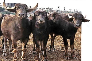 گام موثر خودکفایی در اصلاح ‌نژاد گاومیش
