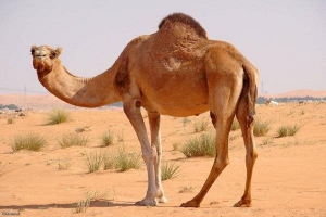 طرح تولید آزمایشگاهی جنین شتر تک کوهانه ایرانی