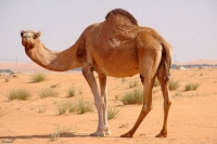 طرح تولید آزمایشگاهی جنین شتر تک کوهانه ایرانی