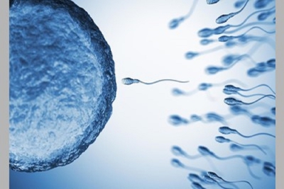 سیستم ایمنی، پلیس بدن که بسته به نیاز باعث سقط و مانع بارداری می شود