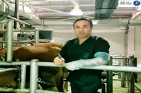 نکات قابل توجه در فرآیند انتقال جنین گاو