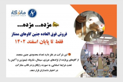 فروش فوق العاده جنین گاوهای ممتاز فقط تا پایان اسفندماه 1402 از سوی شرکت سینا فناوران ماندگار