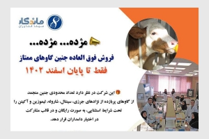 فروش فوق العاده جنین گاوهای ممتاز فقط تا پایان اسفندماه 1402 از سوی شرکت سینا فناوران ماندگار