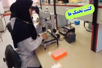 فرآیند تولید جنین های IVF از گاوهای پربازده